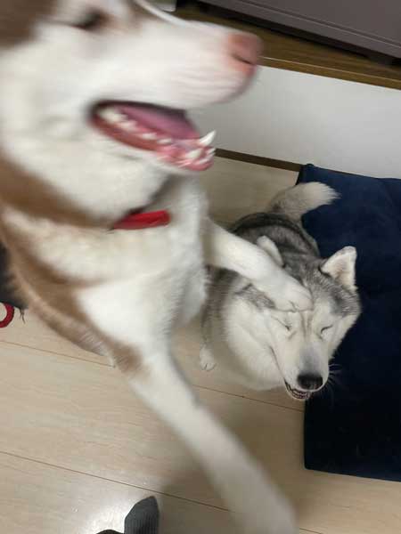 猫とハスキーとハマジ 子犬 ハスキー 成長 エサ 苦戦 漫画