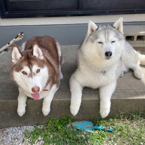 猫とハスキーとハマジ 子犬 ハスキー 成長 エサ 苦戦 漫画