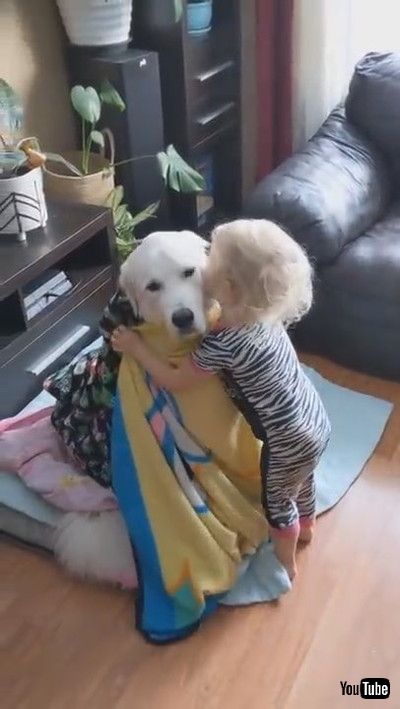 「Toddler Wraps Dog With Blankets While They Sit Patiently - 1167772」