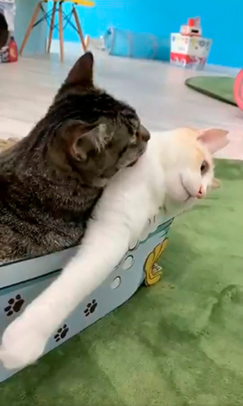 猫