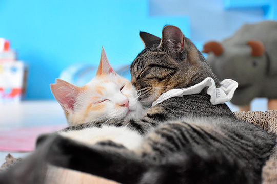 保護猫カフェきゃりこさん