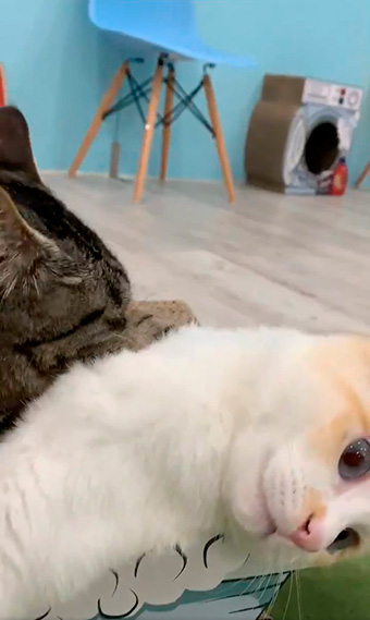 保護猫カフェきゃりこさん