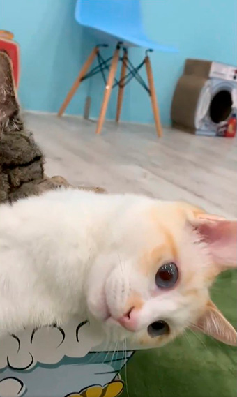 保護猫カフェきゃりこさん