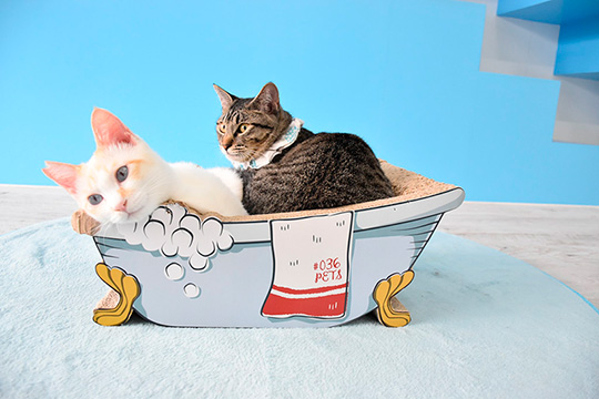 保護猫カフェきゃりこさん