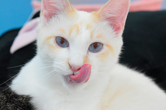 保護猫カフェきゃりこさん