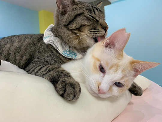 保護猫カフェきゃりこさん