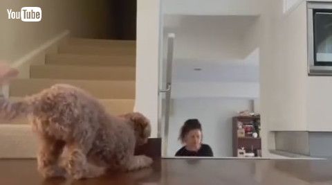 「Sneaky Dog Tries to Scare Owner - 1197340」