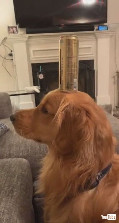 「Level-Headed Dog has Staredown with Cat || ViralHog」