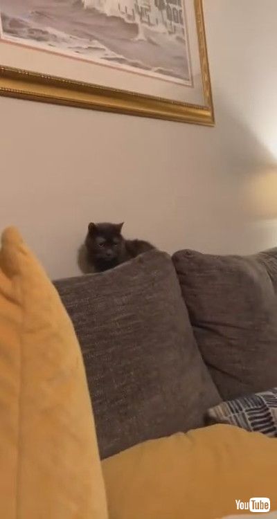 「Level-Headed Dog has Staredown with Cat || ViralHog」