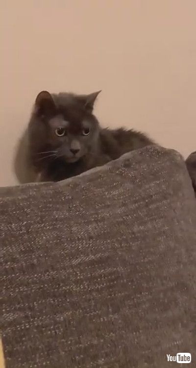 「Level-Headed Dog has Staredown with Cat || ViralHog」