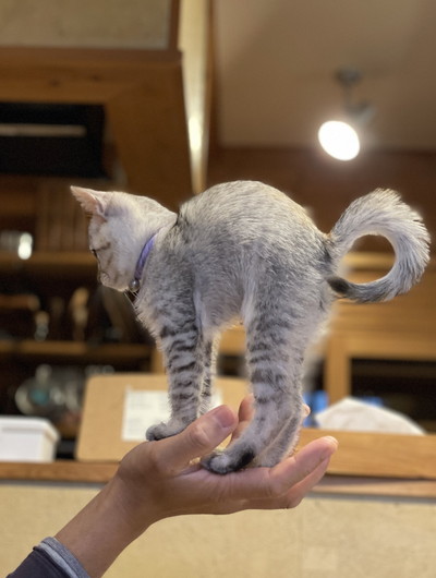 手の上で背伸びするネコちゃん