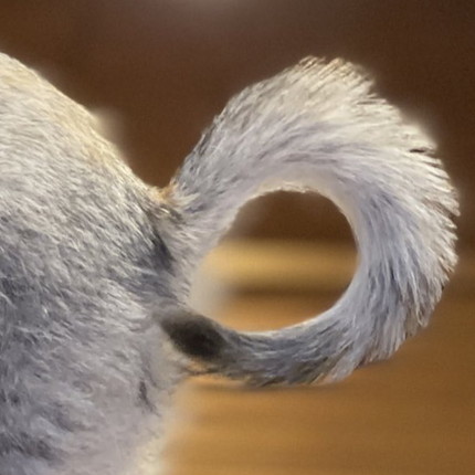 手の上で背伸びするネコちゃん