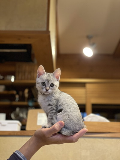 手の上で背伸びするネコちゃん