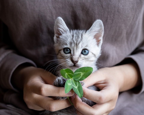 よつばちゃんいろいろ