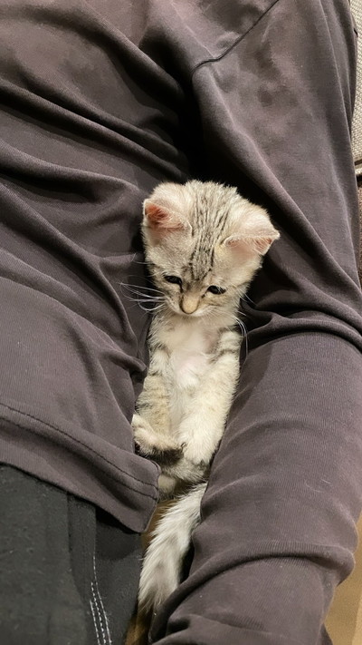 よつばちゃんいろいろ