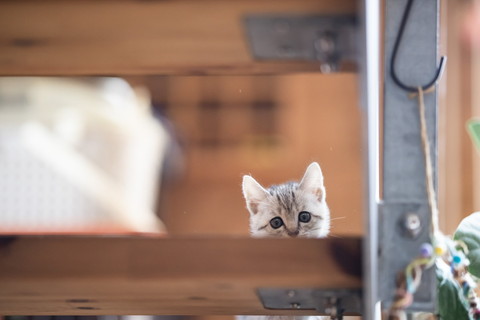 よつばちゃんいろいろ