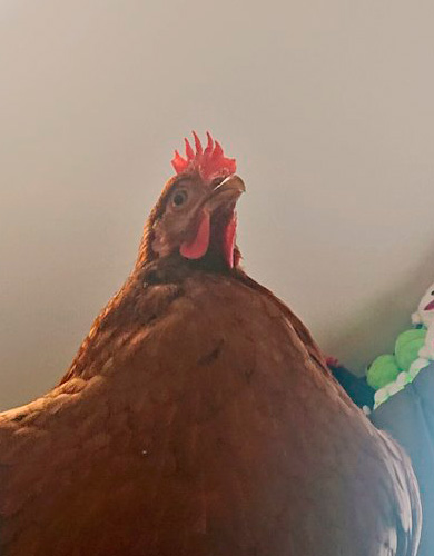 え〜いお茶さん