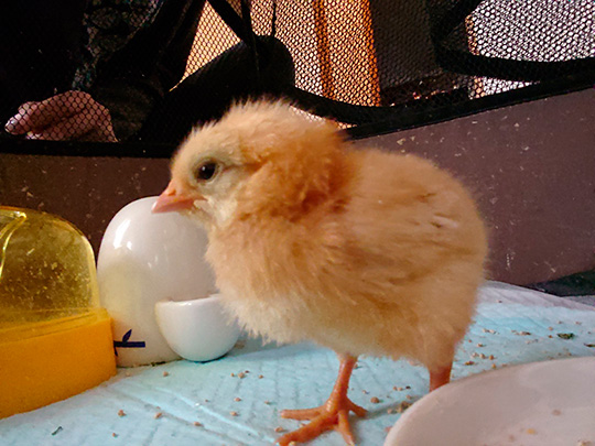 え〜いお茶さん