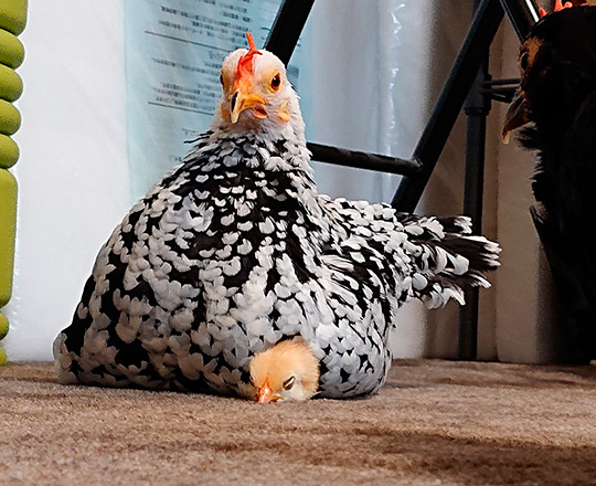 え〜いお茶さん