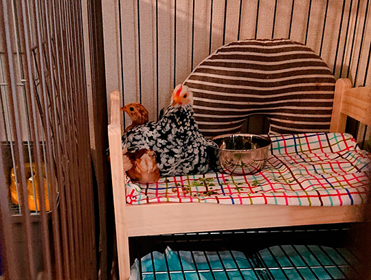 え〜いお茶さん