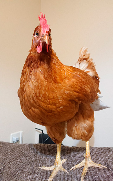 え〜いお茶さん