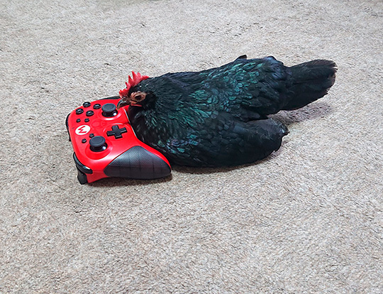 え〜いお茶さん