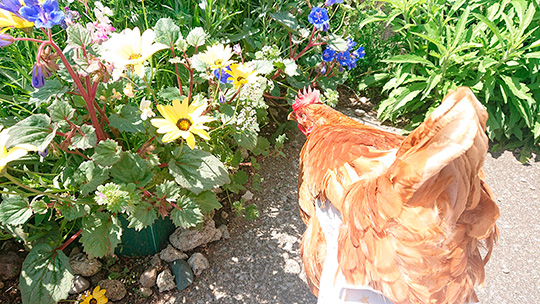 え〜いお茶さん