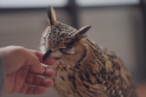 正しいフクロウの愛で方