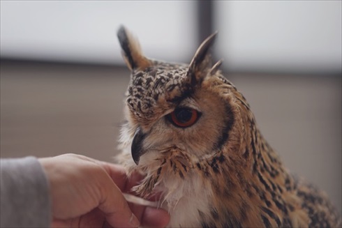 正しいフクロウの愛で方