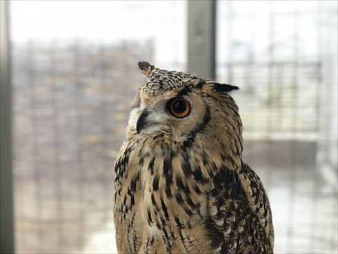 正しいフクロウの愛で方