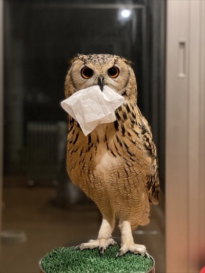 正しいフクロウの愛で方