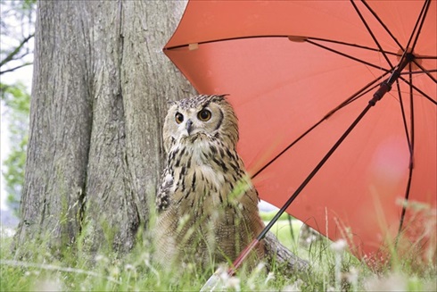 正しいフクロウの愛で方