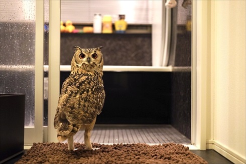 正しいフクロウの愛で方