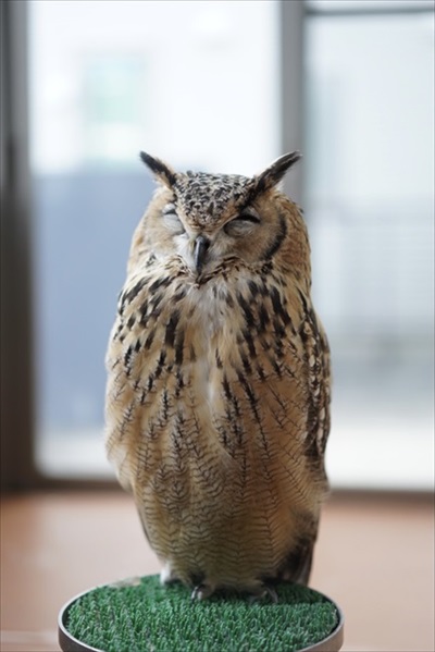 正しいフクロウの愛で方