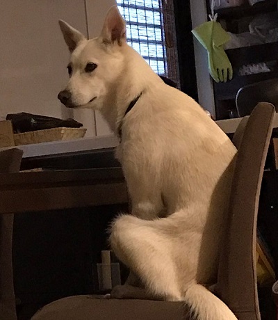 犬