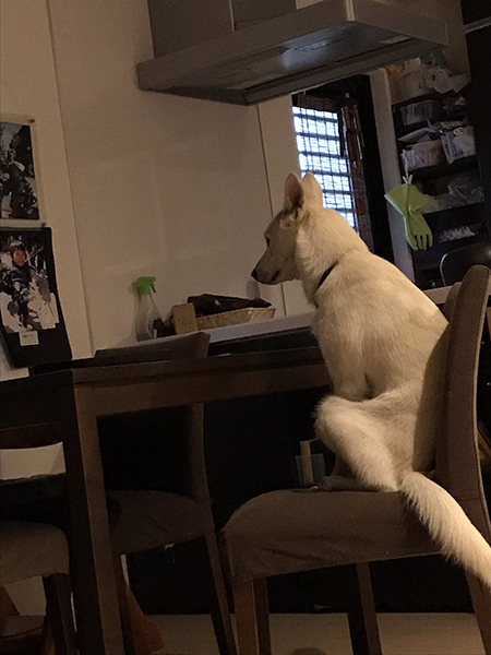 食卓のハクさん