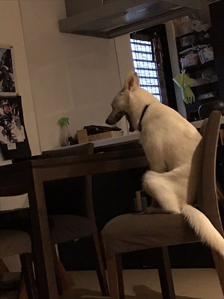 あくびをするハクさん