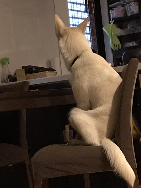 向こうを見るハクさん