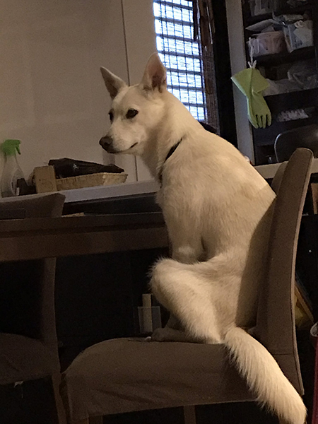 振り向くハクさん