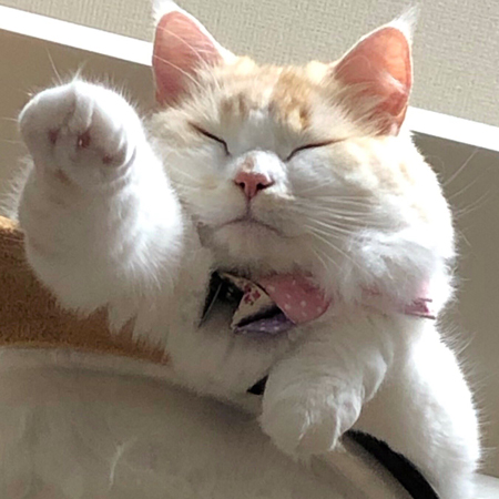 カリン様ルーナちゃんアップ