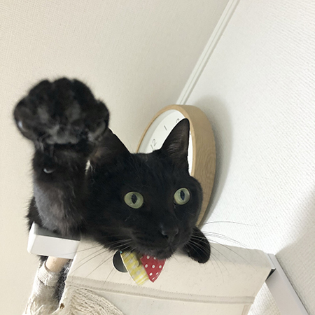 ウルトラニャンステラちゃん
