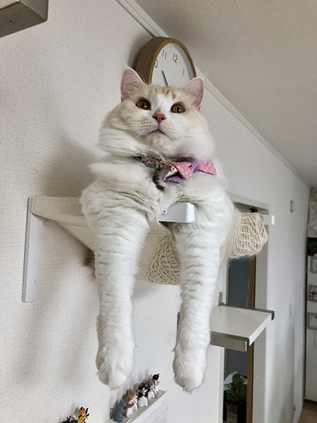前足だらーんなルーナちゃん