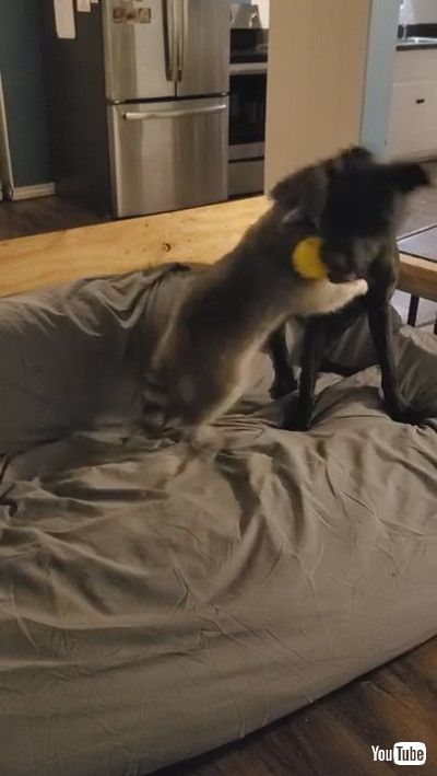 「Racoon Milo and Dog Jameson Play Together || ViralHog」