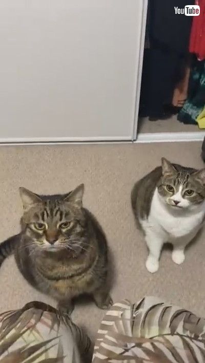 「Cats With Different Personalities Take Treats || ViralHog」