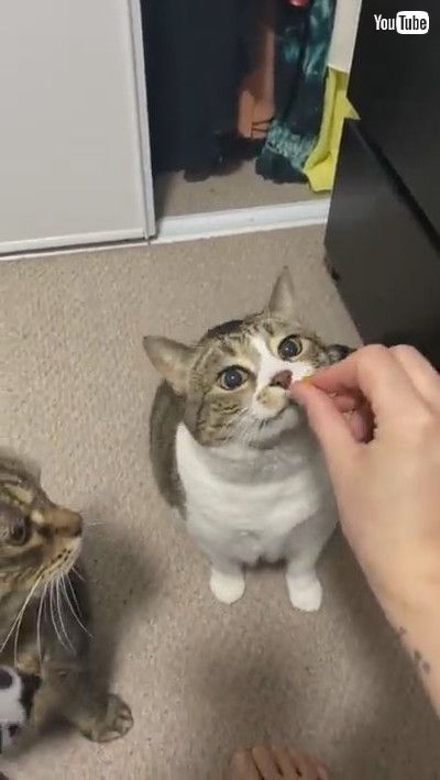 「Cats With Different Personalities Take Treats || ViralHog」