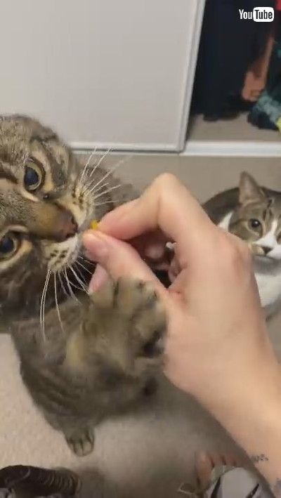 「Cats With Different Personalities Take Treats || ViralHog」