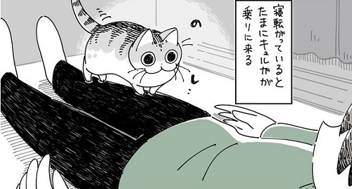 キュルZさん単行本