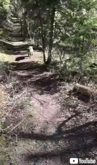 男性の跡をつけてくるピューマ