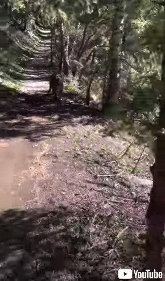 男性の跡をつけてくるピューマ