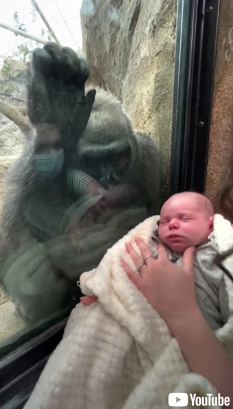 赤ちゃんに興味津々のゴリラ